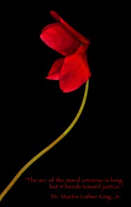 mlk-cyclamen A Time to Savor